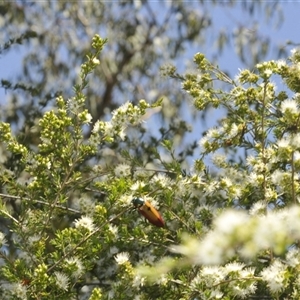 Temognatha affinis at suppressed - suppressed