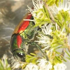 Temognatha affinis at suppressed - 16 Dec 2024