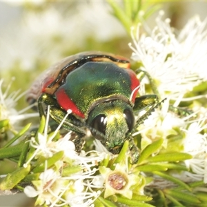 Temognatha affinis at suppressed - 16 Dec 2024