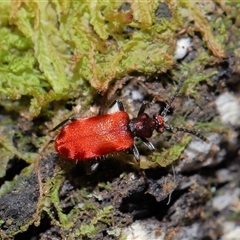 Lemodes coccinea (Scarlet ant beetle) at Paddys River, ACT - 10 Dec 2024 by TimL