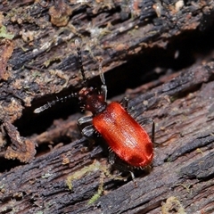 Lemodes coccinea at Paddys River, ACT - 11 Dec 2024