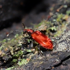 Lemodes coccinea at Paddys River, ACT - 11 Dec 2024