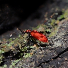 Lemodes coccinea at Paddys River, ACT - 11 Dec 2024