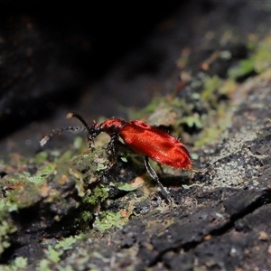 Lemodes coccinea at Paddys River, ACT - 11 Dec 2024