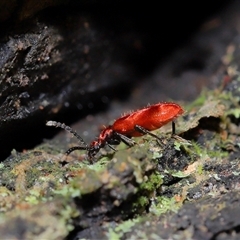 Lemodes coccinea at Paddys River, ACT - 11 Dec 2024