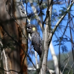 Zanda funerea (Yellow-tailed Black-Cockatoo) at Paddys River, ACT - 11 Dec 2024 by TimL