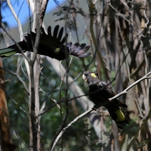 Zanda funerea at Paddys River, ACT - 11 Dec 2024