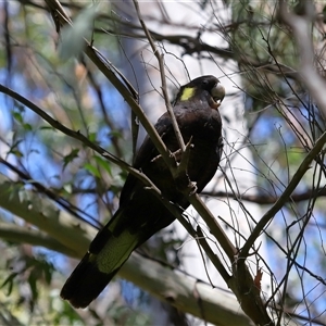 Zanda funerea at Paddys River, ACT - 11 Dec 2024