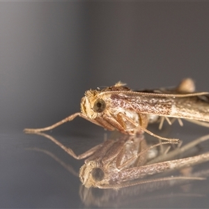 Pyralis farinalis (Meal Moth) at Jerrabomberra, NSW by MarkT