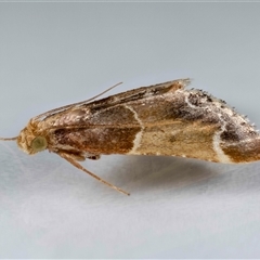 Pyralis farinalis at Jerrabomberra, NSW - 17 Dec 2024