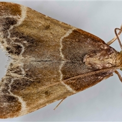 Pyralis farinalis at Jerrabomberra, NSW - 17 Dec 2024