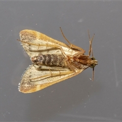 Pyralis farinalis at Jerrabomberra, NSW - 17 Dec 2024