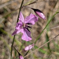 Arthropodium fimbriatum (Nodding Chocolate Lily) at Kambah, ACT - 16 Dec 2024 by HelenCross