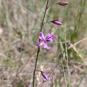 Arthropodium fimbriatum at Kambah, ACT - 16 Dec 2024 11:18 AM