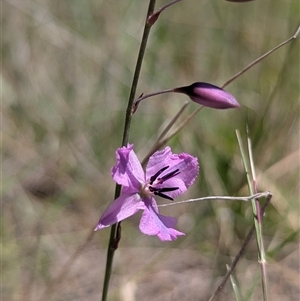 Arthropodium fimbriatum at Kambah, ACT - 16 Dec 2024 11:18 AM