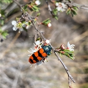 Castiarina crenata at Conder, ACT - suppressed