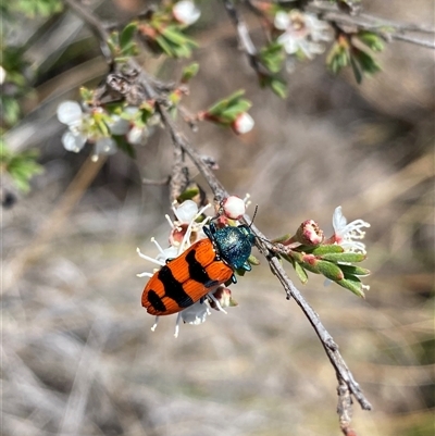 Castiarina crenata (Jewel beetle) at Conder, ACT - 16 Dec 2024 by Shazw