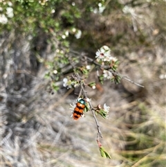 Castiarina crenata at Conder, ACT - suppressed