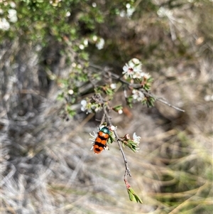 Castiarina crenata at Conder, ACT - suppressed