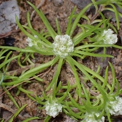 Hyalosperma demissum at Deepdene, WA - 15 Oct 2024 by AnneG1