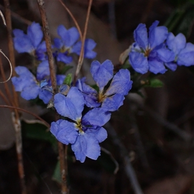 Dampiera linearis (Wedge-leaved Dampiera) at Deepdene, WA - 15 Oct 2024 by AnneG1
