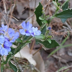 Dampiera linearis at Deepdene, WA - 15 Oct 2024 05:10 PM