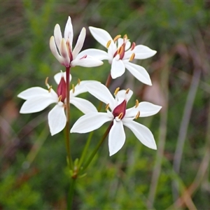 Burchardia multiflora at Deepdene, WA by AnneG1