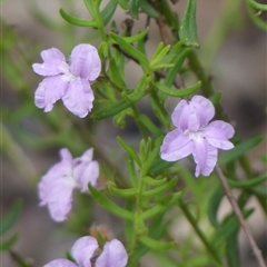 Coopernookia barbata (Purple Coopernookia) at Wattle Ridge, NSW - 11 Dec 2024 by Curiosity