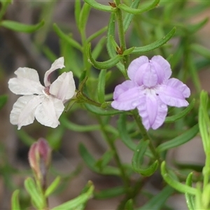 Coopernookia barbata at Wattle Ridge, NSW - 11 Dec 2024