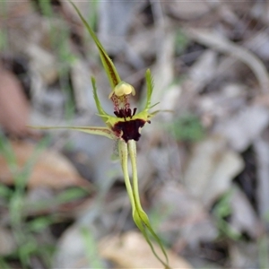 Caladenia attingens at Deepdene, WA - suppressed