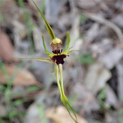 Caladenia attingens at Deepdene, WA - 15 Oct 2024 by AnneG1