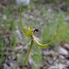 Caladenia attingens at Deepdene, WA - suppressed