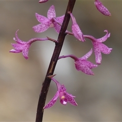 Dipodium roseum (Rosy Hyacinth Orchid) at Wattle Ridge, NSW - 11 Dec 2024 by Curiosity