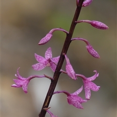 Dipodium roseum at Wattle Ridge, NSW - suppressed