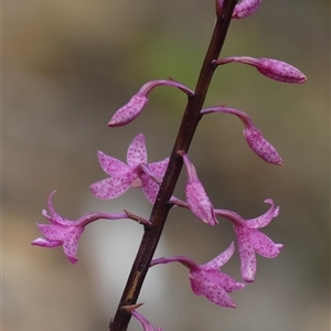 Dipodium roseum at Wattle Ridge, NSW - suppressed