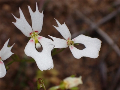 Stylidium androsaceum at Deepdene, WA - 15 Oct 2024 by AnneG1