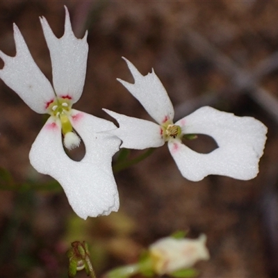 Stylidium androsaceum at Deepdene, WA - 15 Oct 2024 by AnneG1