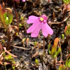 Utricularia multifida (Pink Petticoats) at Hamelin Bay, WA - 15 Oct 2024 by AnneG1