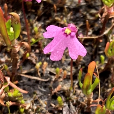 Utricularia multifida at Hamelin Bay, WA - 14 Oct 2024 by AnneG1