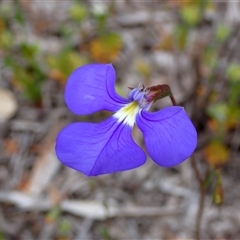 Lobelia tenuior (Slender Lobelia) at Hamelin Bay, WA - 15 Oct 2024 by AnneG1