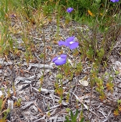 Lobelia tenuior at Hamelin Bay, WA - 15 Oct 2024 11:05 AM