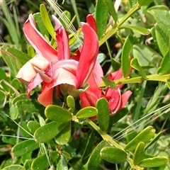 Unidentified Other Shrub at Hamelin Bay, WA - 15 Oct 2024 by AnneG1