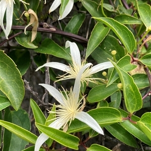 Clematis pubescens at Hamelin Bay, WA by AnneG1