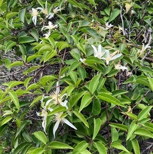 Clematis pubescens at Hamelin Bay, WA - 15 Oct 2024 11:35 AM