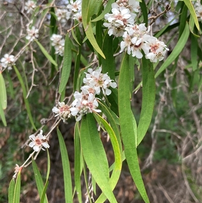 Agonis flexuosa (Western Australian Peppermint) at Hamelin Bay, WA - 15 Oct 2024 by AnneG1