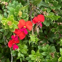 Chorizema ilicifolium (Holly Flame Pea) at Hamelin Bay, WA - 15 Oct 2024 by AnneG1