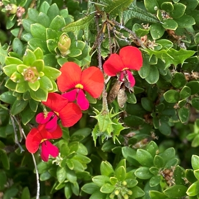 Chorizema ilicifolium (Holly Flame Pea) at Hamelin Bay, WA - 15 Oct 2024 by AnneG1