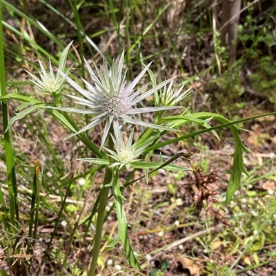 Eryngium sp. at Hamelin Bay, WA - 15 Oct 2024 by AnneG1