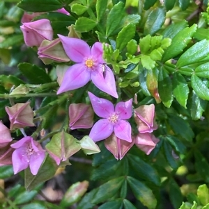 Boronia sp. at Hamelin Bay, WA by AnneG1