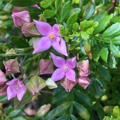 Boronia alata (Winged Boronia) at Hamelin Bay, WA - 15 Oct 2024 by AnneG1